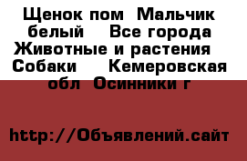 Щенок пом. Мальчик белый  - Все города Животные и растения » Собаки   . Кемеровская обл.,Осинники г.